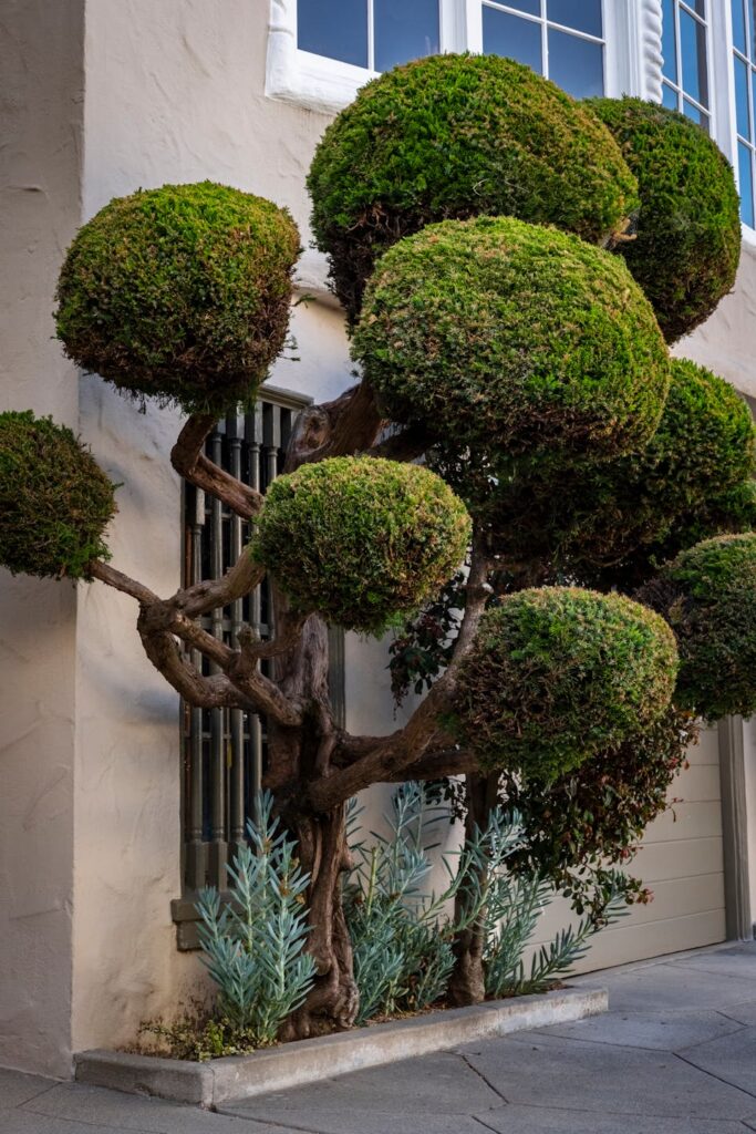 Elegance Garden decor