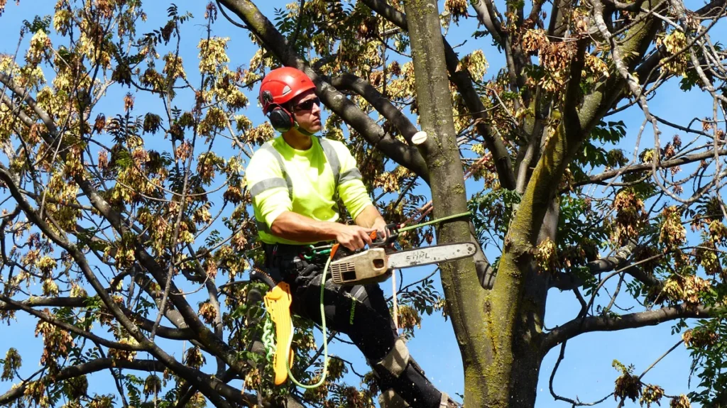 tree pruning service in Merced