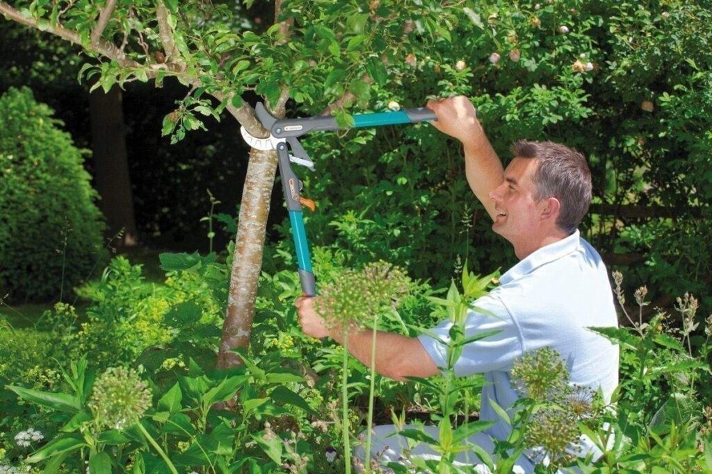tree trimming Merced CA